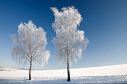 银,桦树,树,白霜,雪,萨克森,德国,欧洲