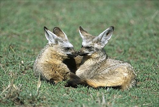 大耳狐,一对,生活,帮助,狐狸,听,捕食,马赛马拉国家保护区,肯尼亚