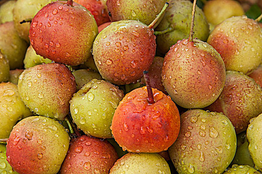 云南大理洱海双廊健康食品水果-------,梨
