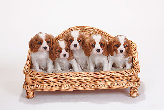 查尔斯王犬,布伦海姆,小狗,8星期大,坐,篮子,沙发
