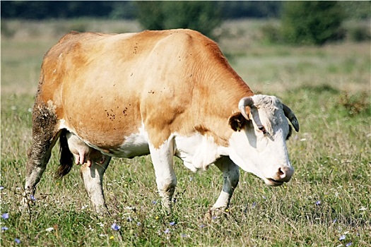 母牛,放牧,牧场