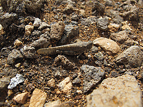 蝗虫,兰索罗特岛,加纳利群岛,西班牙,欧洲