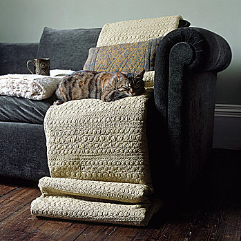 猫,躺着,毯子,沙发
