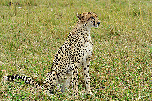 肯尼亚,马赛马拉国家保护区,印度豹,警惕,热带草原,就绪,追逐,杀