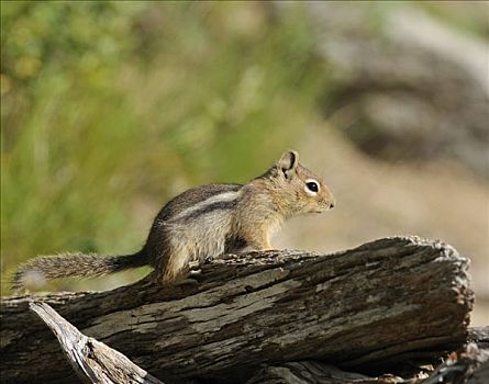 花栗鼠,雷尼尔山国家公园,华盛顿,美国