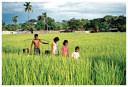 乡村,孩子,走,稻田,市场,孟加拉,五月,2007年