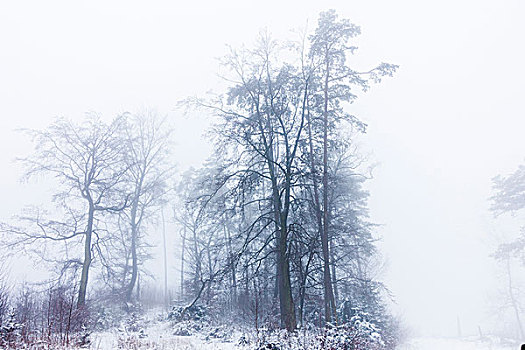 树,雾,冬天,雪