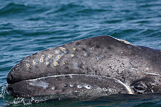 灰鲸,幼兽,水边,表面,下加利福尼亚州,墨西哥