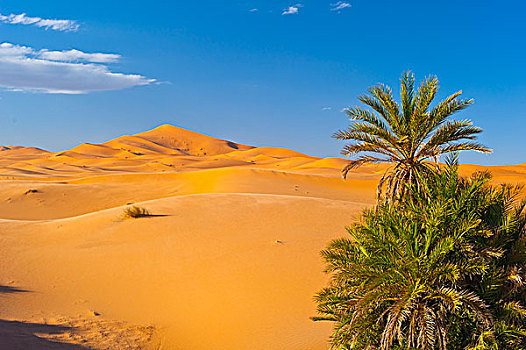 椰枣,沙丘,却比沙丘,撒哈拉沙漠,南方,摩洛哥,非洲
