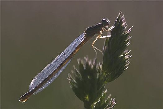 雌性,蜻蛉