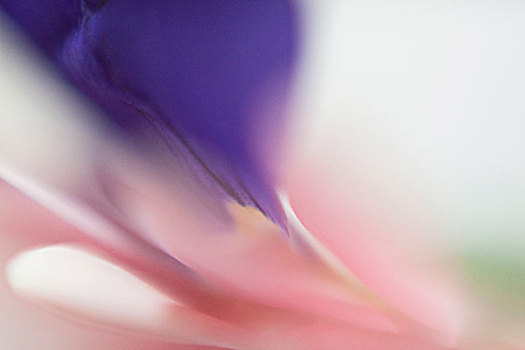 微距,紫花,上方,白色背景