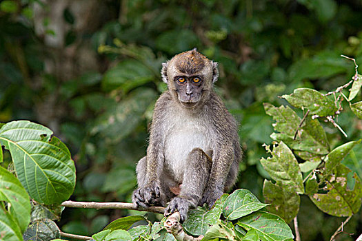 长尾,短尾猿,食蟹猴,幼小,京那巴丹岸河,马来西亚