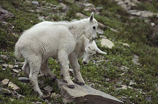 石山羊,雪羊,玩,冰川国家公园,蒙大拿