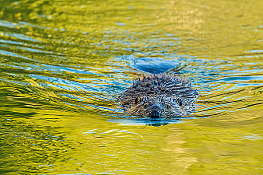 海狸,美洲河狸,绿色,反射,叶子,彩色,牛蹄湾,大台顿国家公园