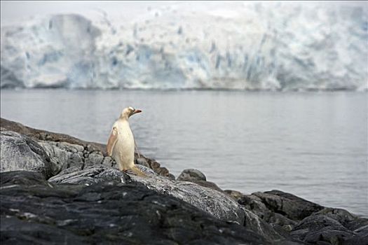南极,南极半岛,乐园,港口,白化体,巴布亚企鹅,幼禽,站立,冰盖,背景