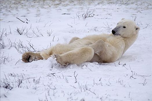 北极熊,雪地