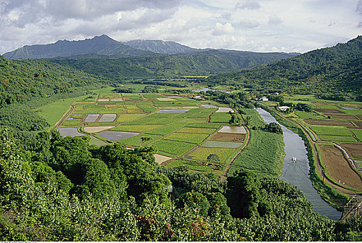 芋头,地点,山谷,考艾岛,夏威夷,美国