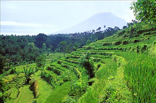 印度尼西亚,巴厘岛,翠绿,稻田,靠近