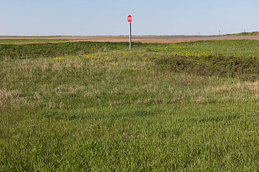 停车标志,乡村道路,农场,靠近,卡迪拉克,萨斯喀彻温,加拿大