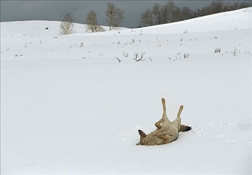 丛林狼,犬属,雪,落基山脉,北美