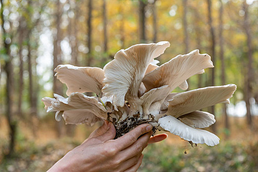 柳树树墩上新鲜的蘑菇