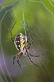 黄色,园蛛,成年,北卡罗来纳,美国