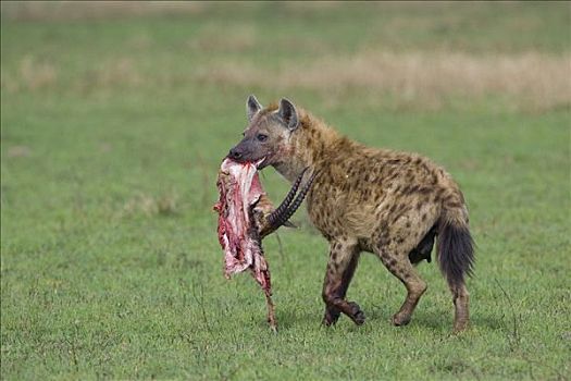 斑鬣狗,肉,马赛马拉,肯尼亚