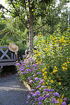 黄色,珍珠菜,紫花,正面,木制长椅,花园