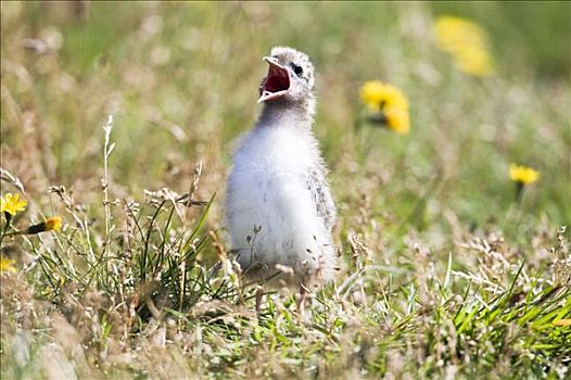 幼仔,北极燕鸥,冰岛