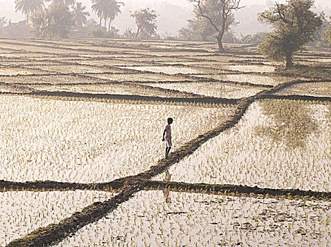 稻田,地点,小,集中,反射,水,树,远景,印度