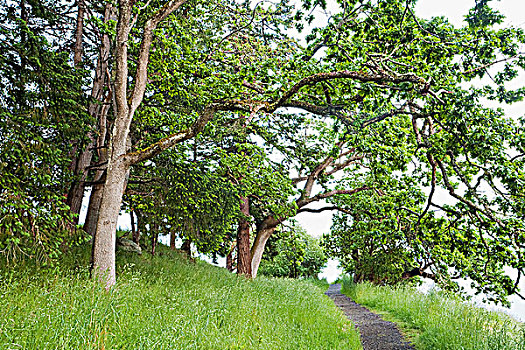 橡树,花旗松,省立公园,不列颠哥伦比亚省,加拿大