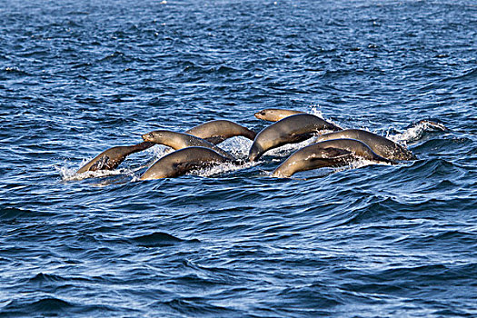 斑海豹,常见海豹,旧金山,加利福尼亚,美国