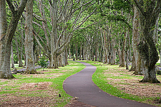 相似,橡树,康沃尔,公园,奥克兰,北岛,新西兰