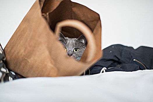猫,纸袋