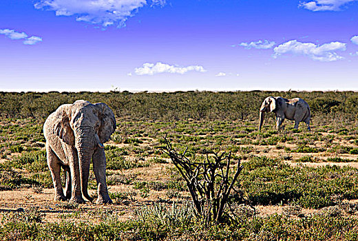 纳米比亚,埃托沙国家公园,大象