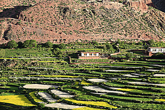 藏区农作物荞麦田