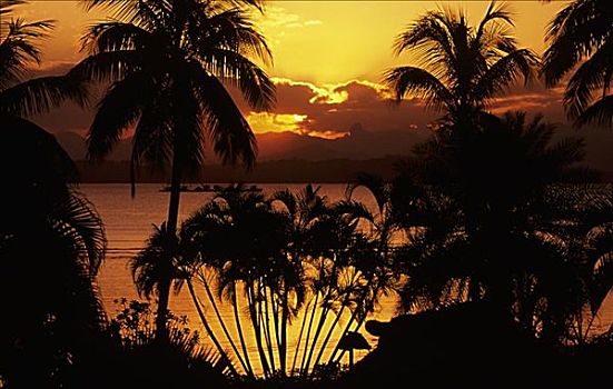 斐济,日落,上方,湾,剪影,棕榈树,前景