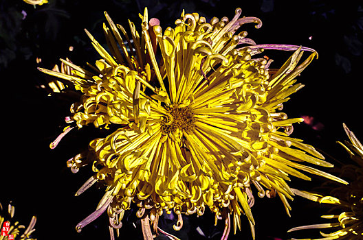 烟花般绽放的黄金菊,黑色背景