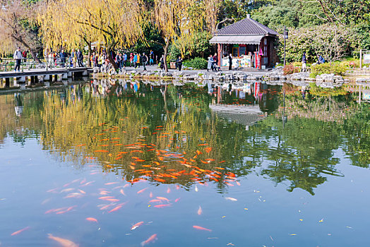 杭州西湖景区花港观鱼