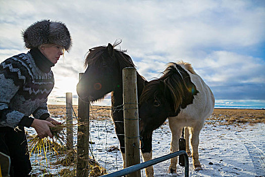 成年,女人,喂食,小马,积雪,地点,冰岛