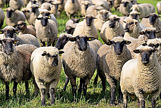 家羊,绵羊,牧群,草场,北莱茵威斯特伐利亚,德国,欧洲
