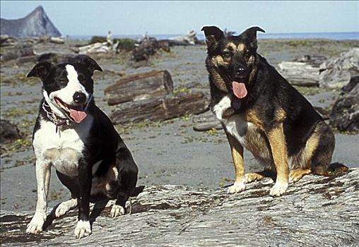 两只,狗,喘气,海滩