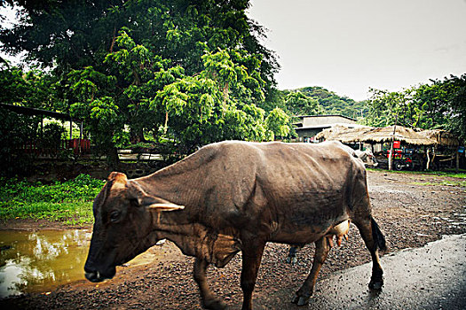 母牛,尼加拉瓜