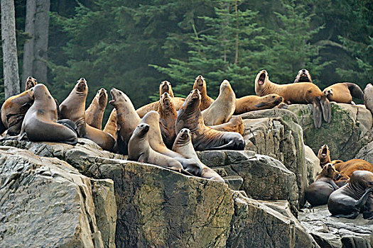 海狮,北海狮,希望,岛屿,温哥华岛,不列颠哥伦比亚省,加拿大