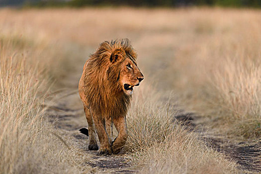 狮子,雄性,走,小路,晨光,马赛马拉,肯尼亚,非洲