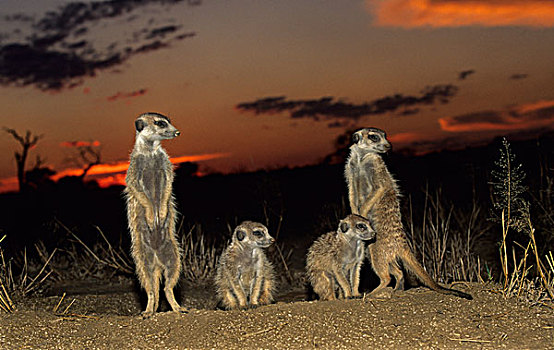 猫鼬,日落,卡拉哈迪大羚羊国家公园,卡拉哈里沙漠,南非