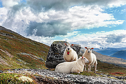 群,家羊,绵羊,荒芜,高地,国家公园,奥普兰,挪威,欧洲