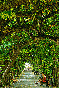 酸橙树,拱廊,椴树属,宫殿,花园,宫苑,达豪,城堡,上巴伐利亚,巴伐利亚,德国,欧洲