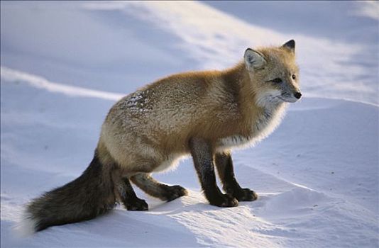 红狐,冬天,邱吉尔角,曼尼托巴,加拿大