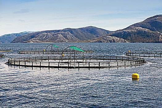 挪威,养鱼场,圆,笼子,三文鱼,峡湾